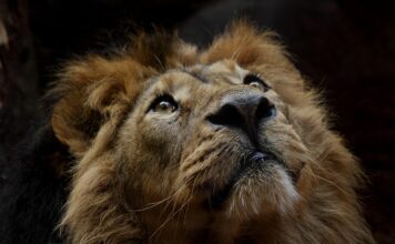 lion, animal, mane, mammal, predator, wildlife, safari, zoo, wildlife photography, wilderness, close up, nature, lion, lion, lion, lion, lion-3289124.jpg