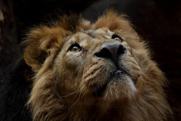 lion-animal-mane-mammal-predator-wildlife-safari-zoo-wildlife-photography-wilderness-close-up-nature-lion-lion-lion-lion-lion-3289124 lion, animal, mane, mammal, predator, wildlife, safari, zoo, wildlife photography, wilderness, close up, nature, lion, lion, lion, lion, lion-3289124.jpg
