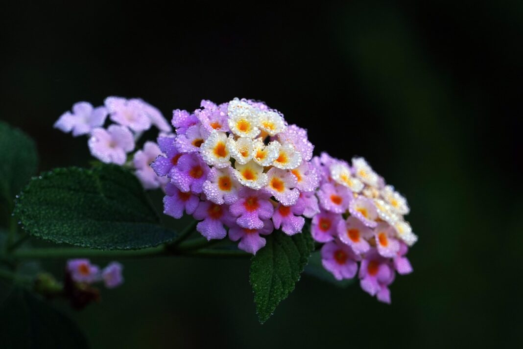 lantana, flower wallpaper, flower background, dew, beautiful flowers, flower, plant, flora, nature-8037634.jpg