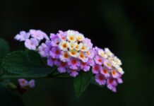 敬虔時刻/15-04-2026/今日經文:詩篇98:1~9 lantana, flower wallpaper, flower background, dew, beautiful flowers, flower, plant, flora, nature-8037634.jpg