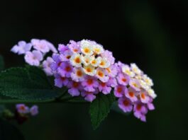 lantana, flower wallpaper, flower background, dew, beautiful flowers, flower, plant, flora, nature-8037634.jpg