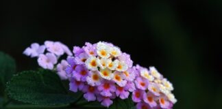 敬虔時刻/15-04-2026/今日經文:林前4:1~8 lantana, flower wallpaper, flower background, dew, beautiful flowers, flower, plant, flora, nature-8037634.jpg