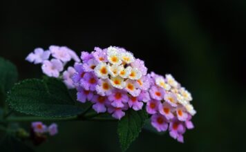 lantana, flower wallpaper, flower background, dew, beautiful flowers, flower, plant, flora, nature-8037634.jpg