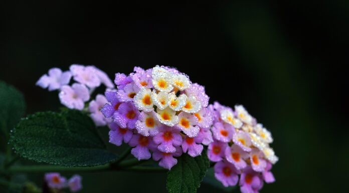 敬虔時刻/15-04-2026/今日經文:詩篇98:1~9 lantana, flower wallpaper, flower background, dew, beautiful flowers, flower, plant, flora, nature-8037634.jpg