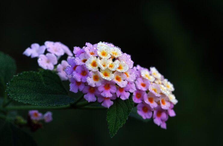 lantana, flower wallpaper, flower background, dew, beautiful flowers, flower, plant, flora, nature-8037634.jpg