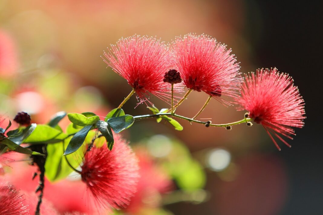 bottlebrushes-flower-wallpaper-red-flowers-flowers-flower-background-nature-garden-close-up-beautiful-flowers-callistemon-7947303 bottlebrushes, flower wallpaper, red flowers, flowers, flower background, nature, garden, close up, beautiful flowers, callistemon-7947303.jpg