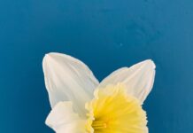 敬虔時刻/08-07-2026/今日經文:詩篇112:1~10 daffodil, flower, spring, beautiful flowers, yellow, flower wallpaper, flower background, white, nature, spring flowers, spring flower, flora-4916584.jpg