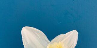敬虔時刻/08-07-2026/今日經文:詩篇112:1~10 daffodil, flower, spring, beautiful flowers, yellow, flower wallpaper, flower background, white, nature, spring flowers, spring flower, flora-4916584.jpg