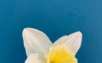 daffodil, flower, spring, beautiful flowers, yellow, flower wallpaper, flower background, white, nature, spring flowers, spring flower, flora-4916584.jpg
