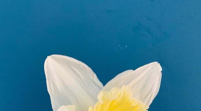 敬虔時刻/08-07-2026/今日經文:詩篇112:1~10 daffodil, flower, spring, beautiful flowers, yellow, flower wallpaper, flower background, white, nature, spring flowers, spring flower, flora-4916584.jpg