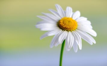 marguerite, white, flower, beautiful flowers, daisy, plant, flower background, petals, white flower, hd wallpaper, blossom, bloom, flora, spring, garden, nature, close up, flower wallpaper-5959944.jpg