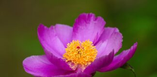敬虔時刻/07-07-2026/今日經文:詩篇111:1~10 peony, flower, beautiful flowers, beautiful, wildflower, wild flower, flower wallpaper, republic of korea, plant, macro, nature, flower background, affix-8166078.jpg