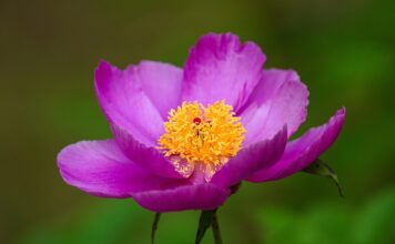 peony, flower, beautiful flowers, beautiful, wildflower, wild flower, flower wallpaper, republic of korea, plant, macro, nature, flower background, affix-8166078.jpg