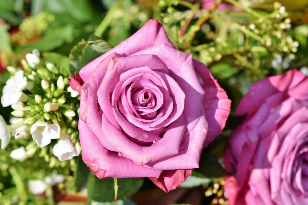 rose-rose-blossom-pink-rose-beautiful-flowers-beautiful-blossom-bloom-flower-background-flower-wallpaper-rose-flower-nature-romantic-flower-plant-purple-bloom-3412884 rose, rose blossom, pink rose, beautiful flowers, beautiful, blossom, bloom, flower background, flower wallpaper, rose flower, nature, romantic, flower, plant, purple, bloom-3412884.jpg