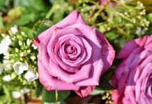敬虔時刻/05-07-2026/今日經文:詩篇109:17~31 rose, rose blossom, pink rose, beautiful flowers, beautiful, blossom, bloom, flower background, flower wallpaper, rose flower, nature, romantic, flower, plant, purple, bloom-3412884.jpg